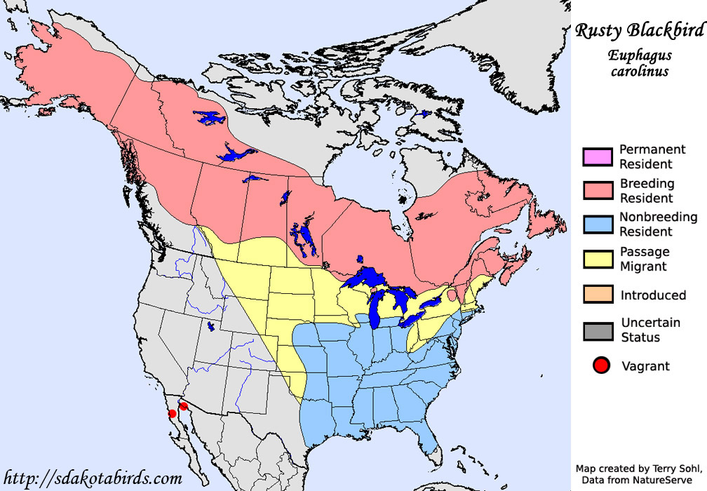 Rusty Blackbird - Species Range map