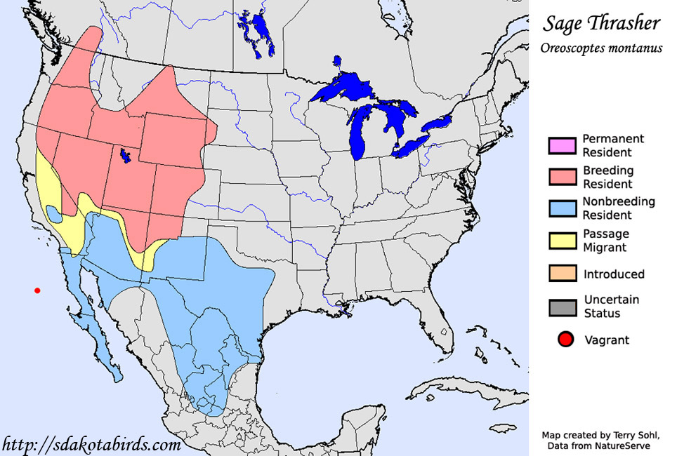 Sage Thrasher - Range Map