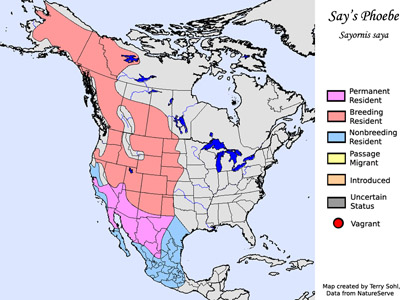 Say's Phoebe - Range Map