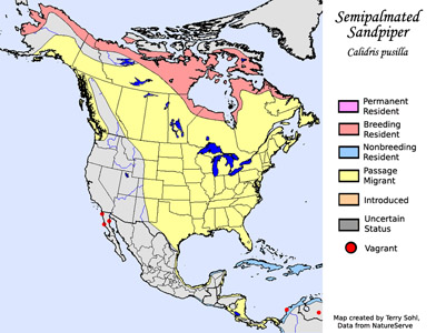 Semipalmated Sandpiper - Range Map