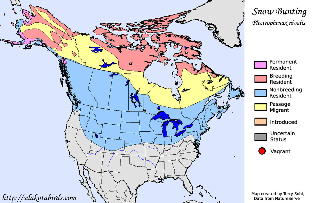 Snow Bunting - Range Map