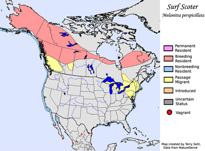Surf Scoter - Range Map