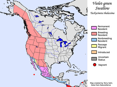 Violet-green Swallow - Range Map