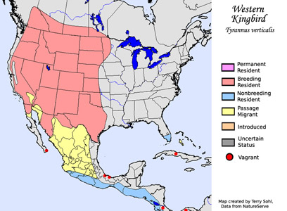 Western Kingbird - Range Map
