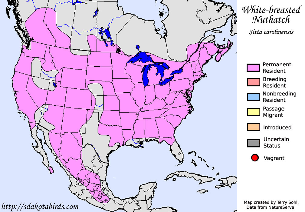 White-breasted Nuthatch - Range Map