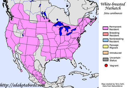 White-breasted Nuthatch - Range Map