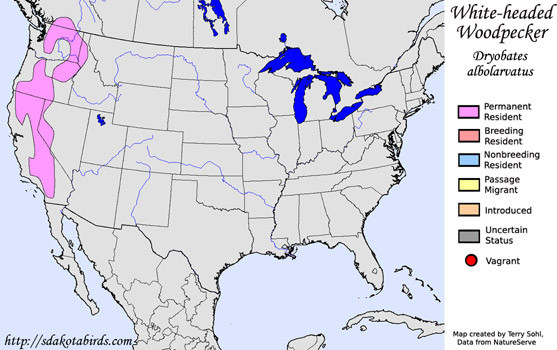 White-headed Woodpecker - Range Map