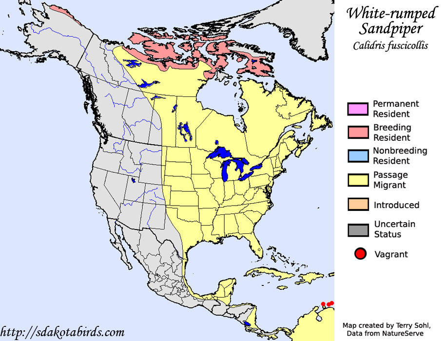White-rumped Sandpiper - Range Map