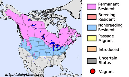 White-winged Crossbill - Species Range Map