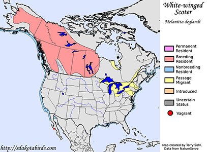 Range Map - White-winged Scoter