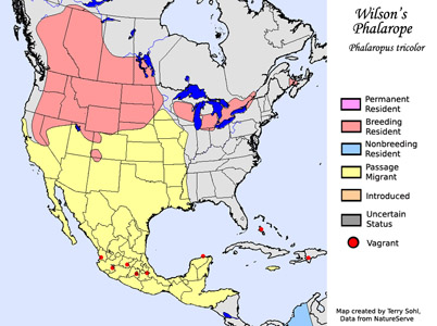 Wilson's Phalarope - Range Map