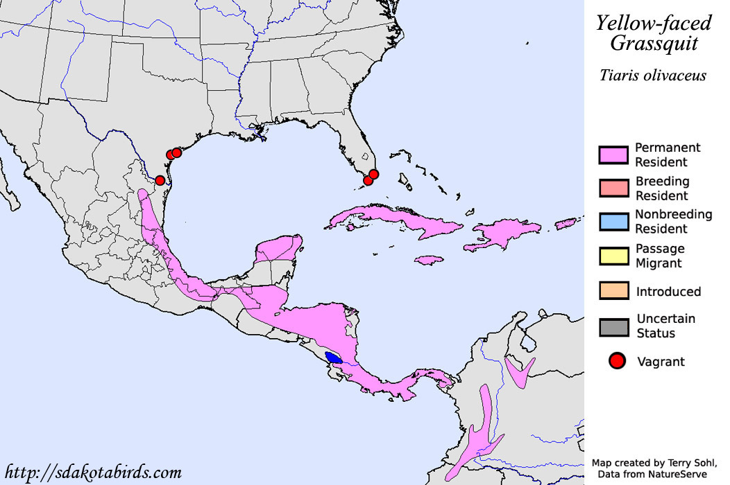 Yellow-faced Grassquit - North American Range Map