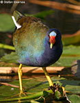 Purple Gallinule - Porphyrio martinicus