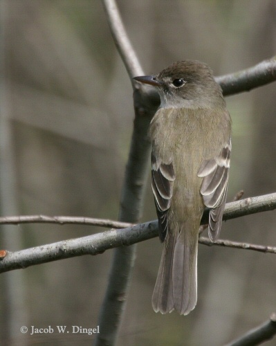 Acadian Flycatcher - Empidonax virescens