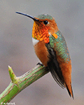 Allen's Hummingbird - Amazilia rutila