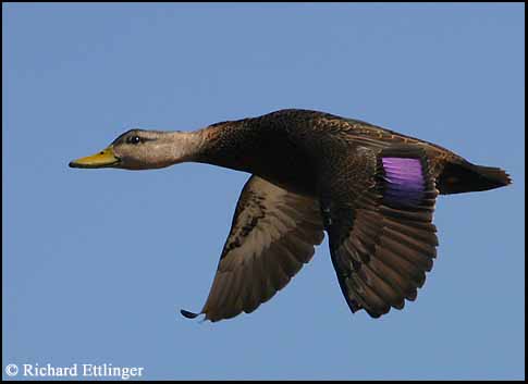 American Black Duck swimming on open water