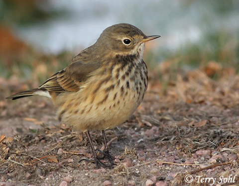 American Pipit - Anthus rubescens