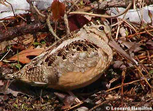 American Woodcock - Scolopax minor