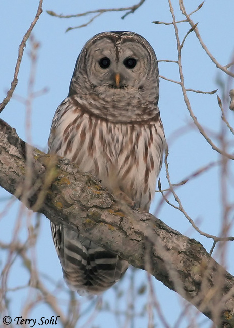 Barred Owl - Strix varia