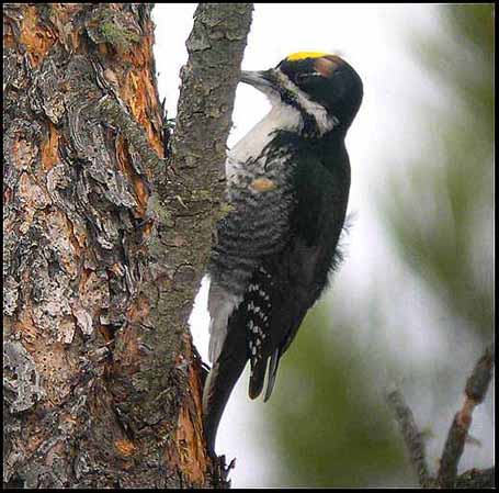 Black-backed Woodpecker - Picoides arcticus