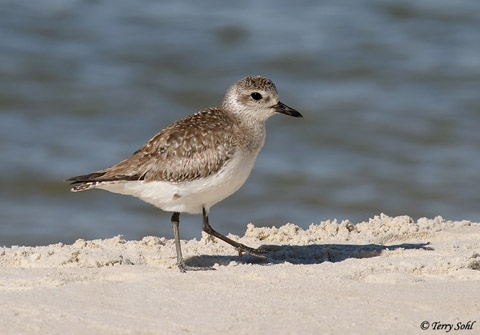 Black-bellied Plover - Pluvialis squatarola