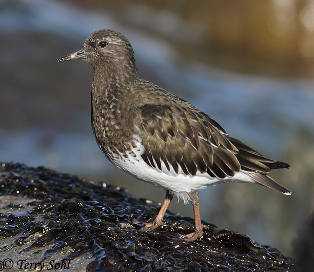 Black Turnstone - Arenaria melanocephala