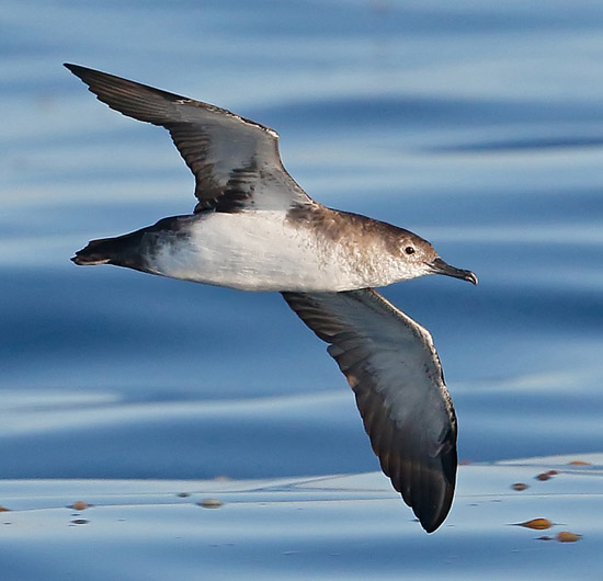 Black-vented Shearwater - Puffinus opisthomelas