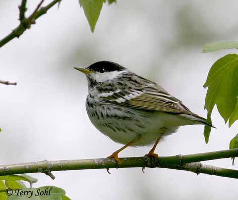 Blackpoll Warbler - Setophaga striata