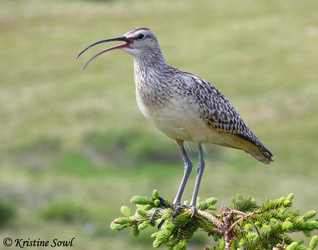 Bristle-thighed Curlew - Numenius tahitiensis