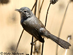 California Gnatcatcher - Polioptila californica
