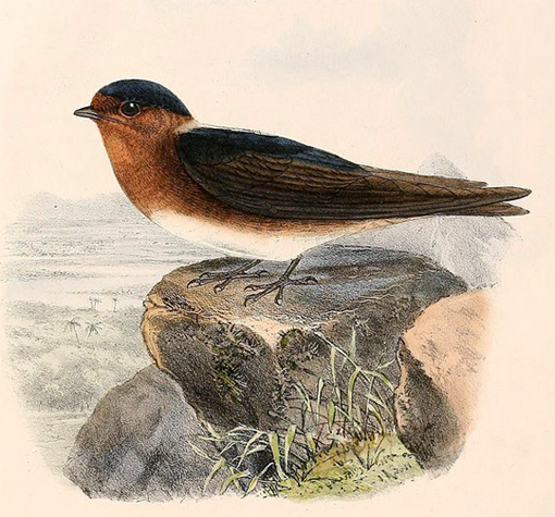 Cave Swallow - Petrochelidon fulva