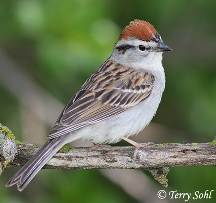 Chipping Sparrow - Spizella passerina