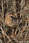 Clapper Rail - Rallus longirostris 
