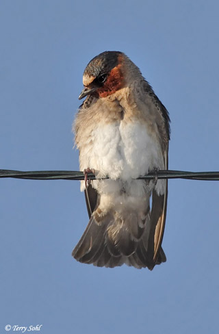 Cliff Swallow - Petrochelidon pyrrhonota