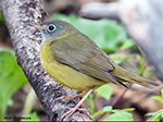 Connecticut Warbler - Oporornis agilis