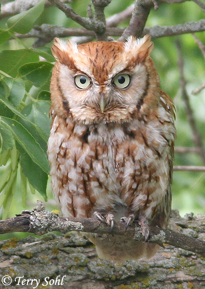 Eastern Screech Owl - Megascops asio