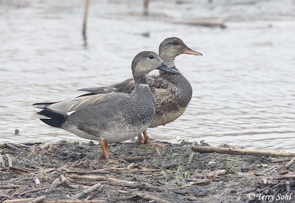 Gadwall - Mareca strepera