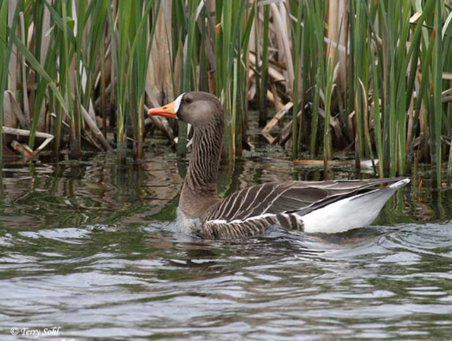 Greater White-fronted Goose - Anser albifrons