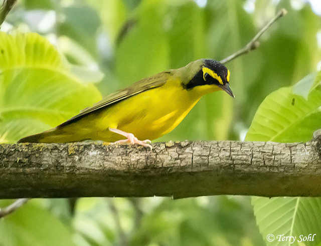 Kentucky Warbler - Geothlypis formosa