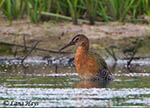 King Rail - Rallus elegans