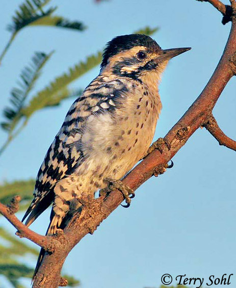 Ladder-backed Woodpecker - Dryobates scalaris