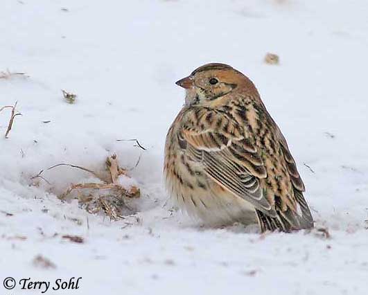 Lapland Longspur - Calcarius lapponicus