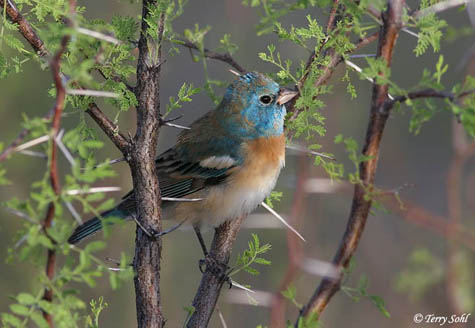 Lazuli Bunting - Passerina amoena