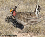 Lesser Prairie Chicken - Tympanuchus pallidicinctus
