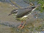 Louisiana Waterthrush - Parkesia motacilla