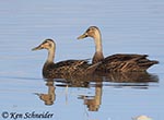 Mottled Duck - Anas fulvigula