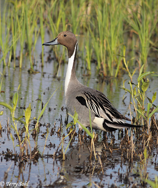 Northern Pintail - Anas acuta