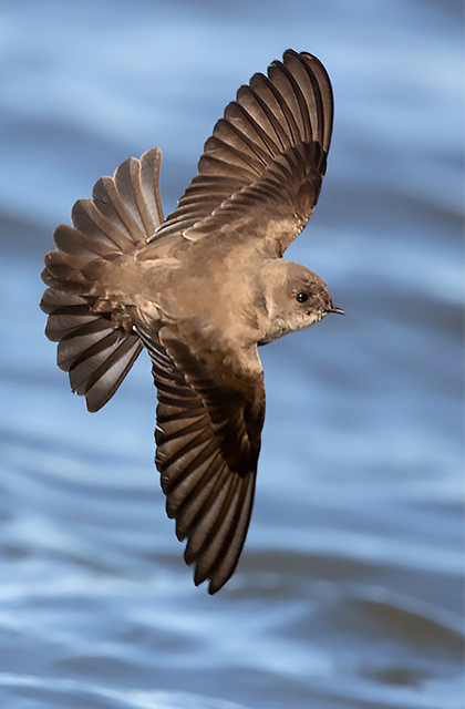 Northern Rough-winged Swallow - Stelgidopteryx serripennis