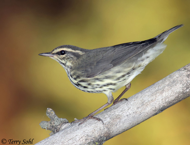 Northern Waterthrush - Parkesia noveboracensis