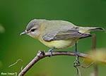 Philadelphia Vireo - Vireo philadelphicus